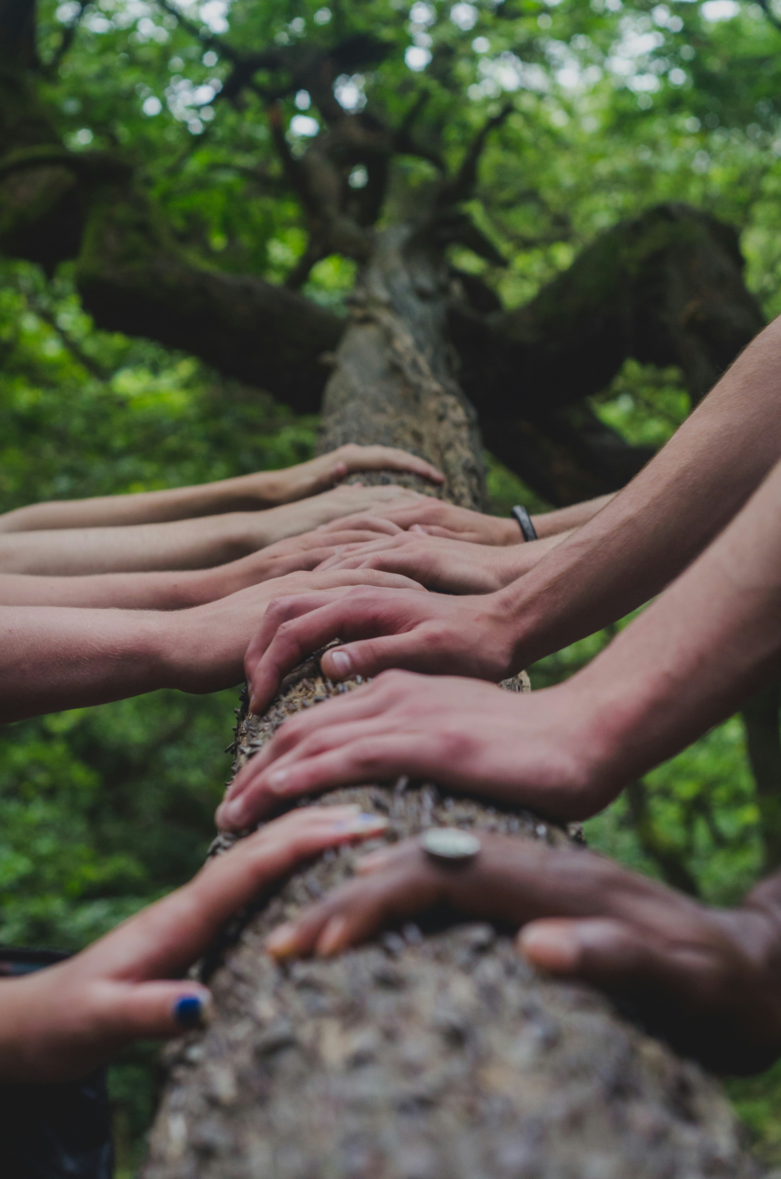 Team tree activity